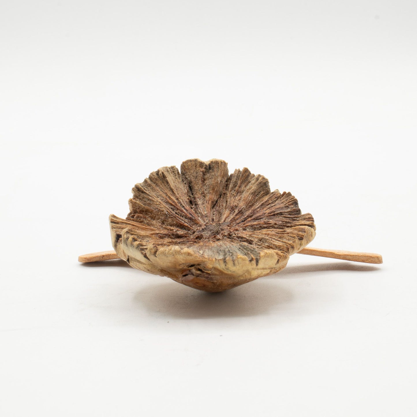 Handmade Parasite Wood Art Carving - Rising Sea Turtle