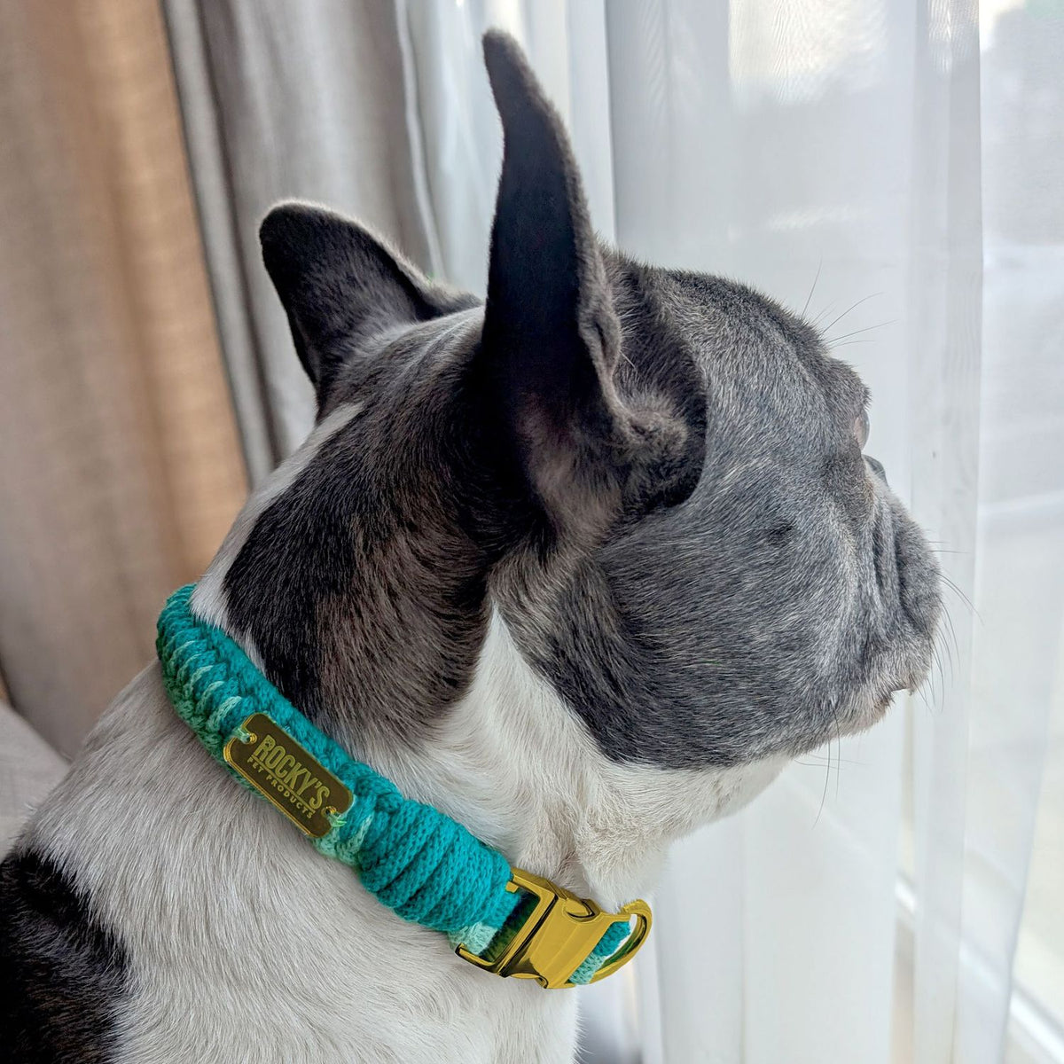Make Your Own Dog Collar Craft Kit - MINT
