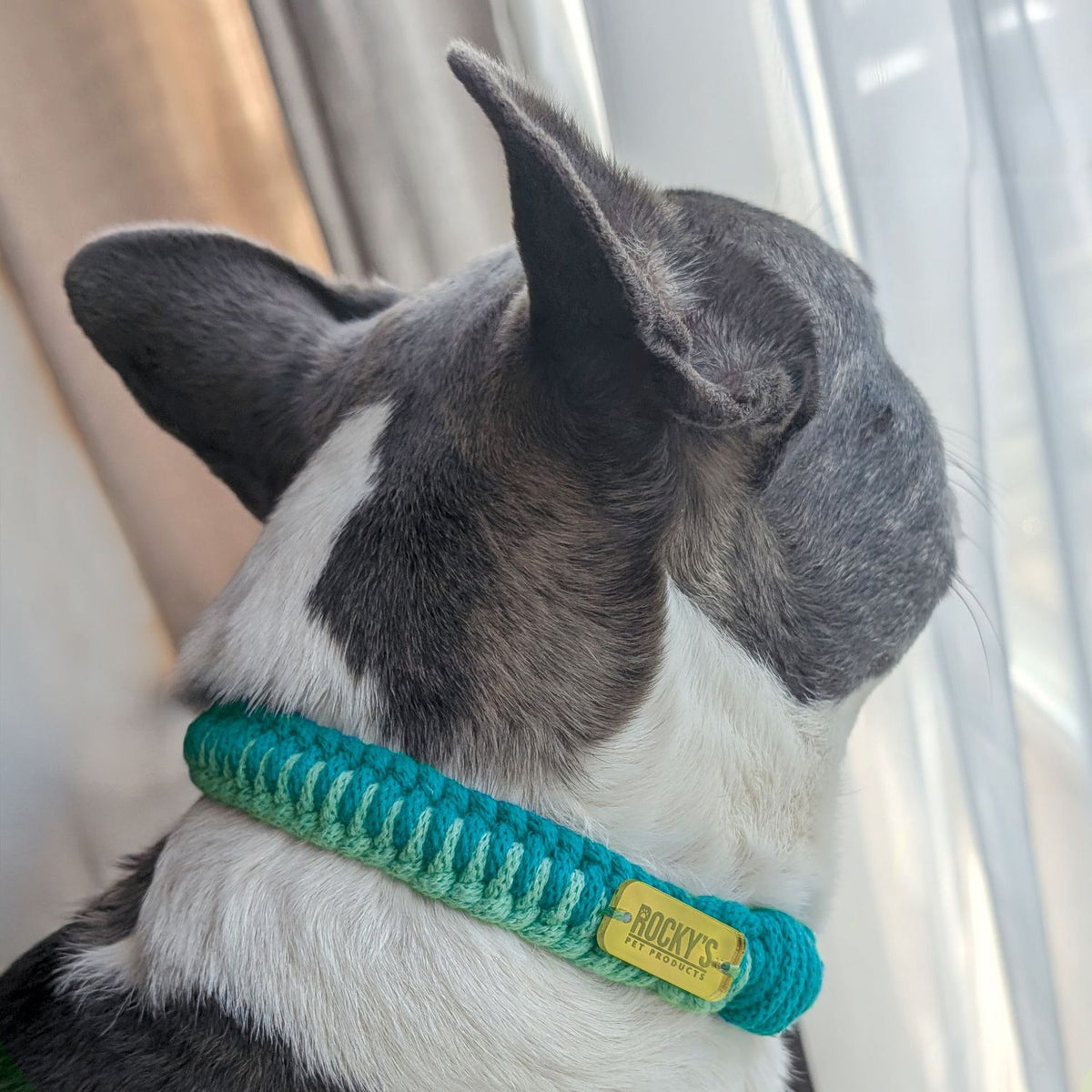 Make Your Own Dog Collar Craft Kit - MINT