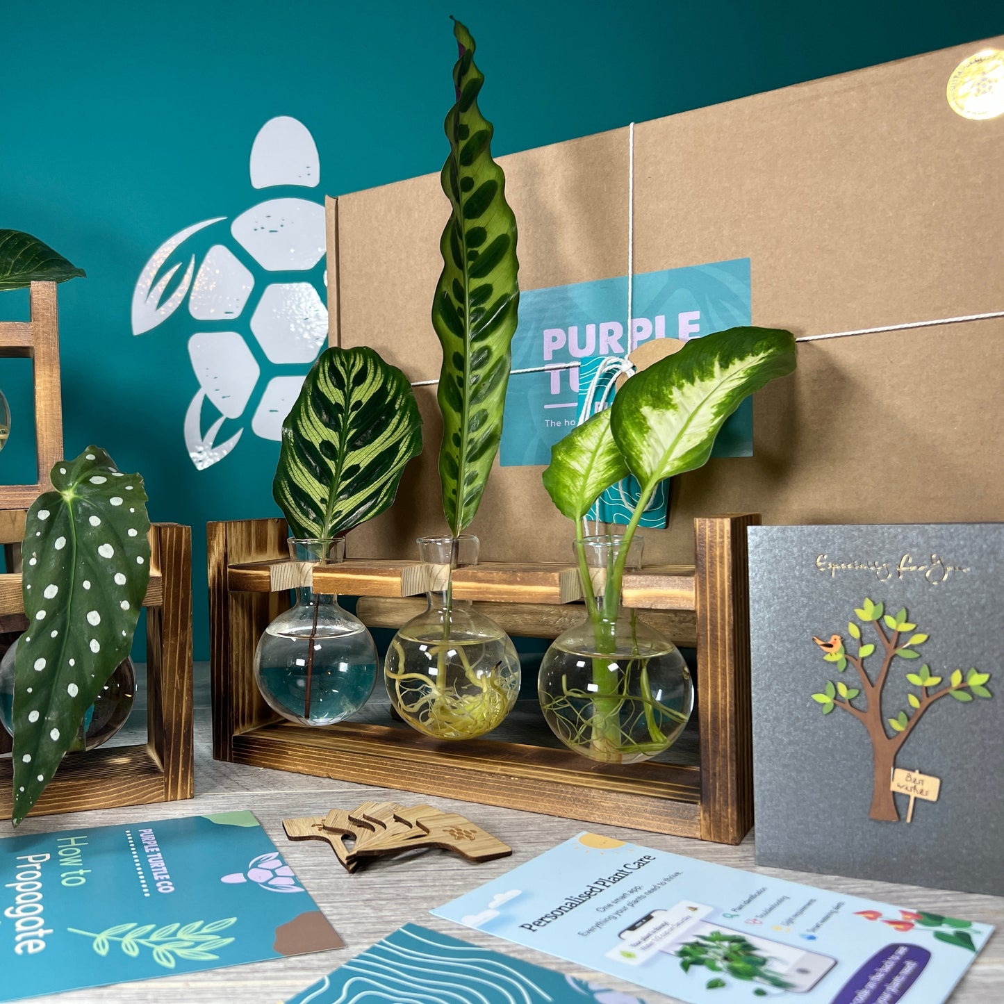 Plant Propagation Gift Set #5