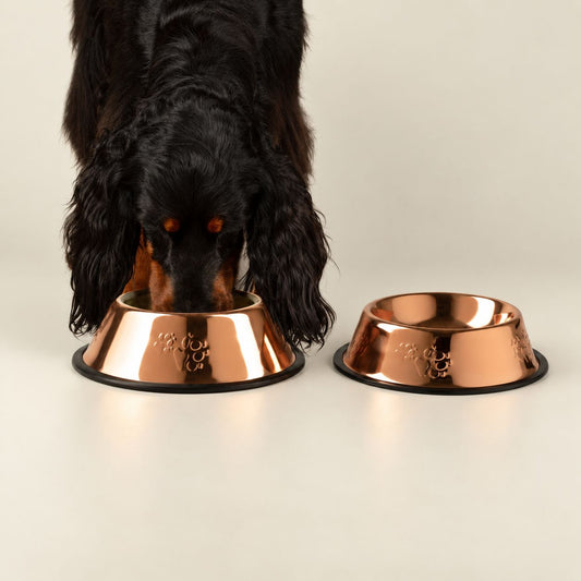 PAW Food Bowls -  Single Copper Style - 22cm - Stainless Steel