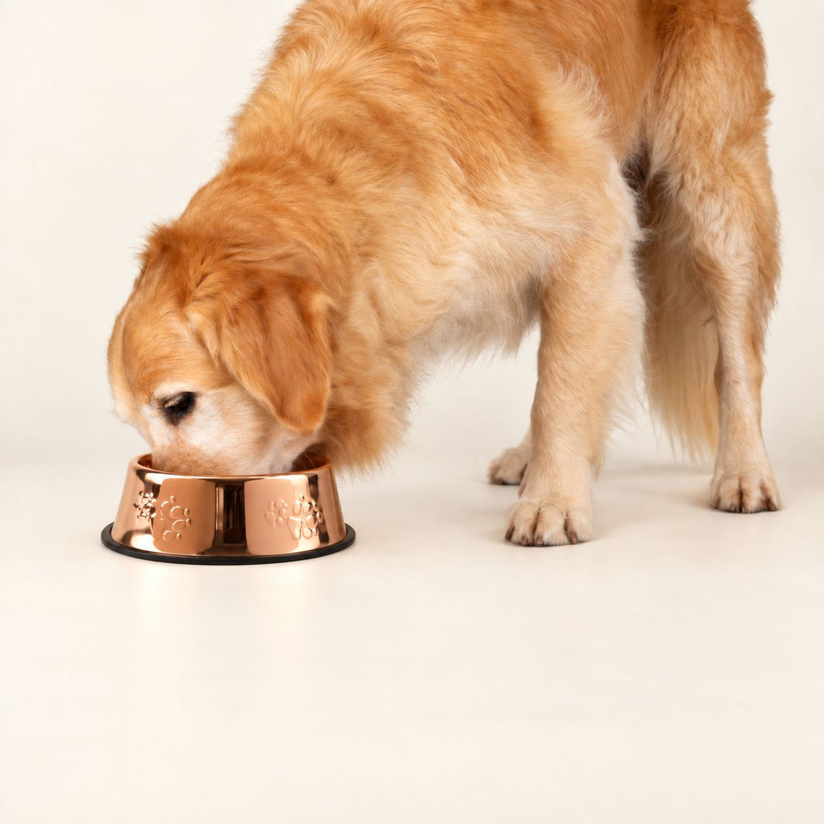 PAW Food Bowls -  Single Copper Style - 22cm - Stainless Steel