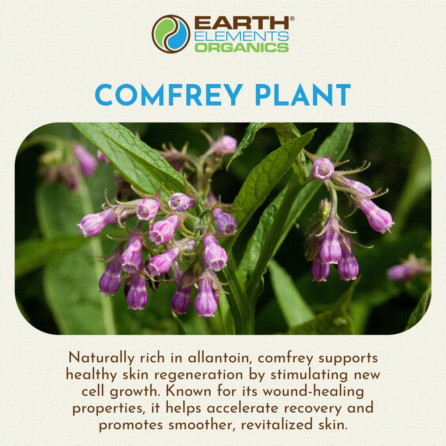 Earth Elements Organics Comfrey Oil – Organic Herbal Skincare, Sunflower Oil, 4 fl oz