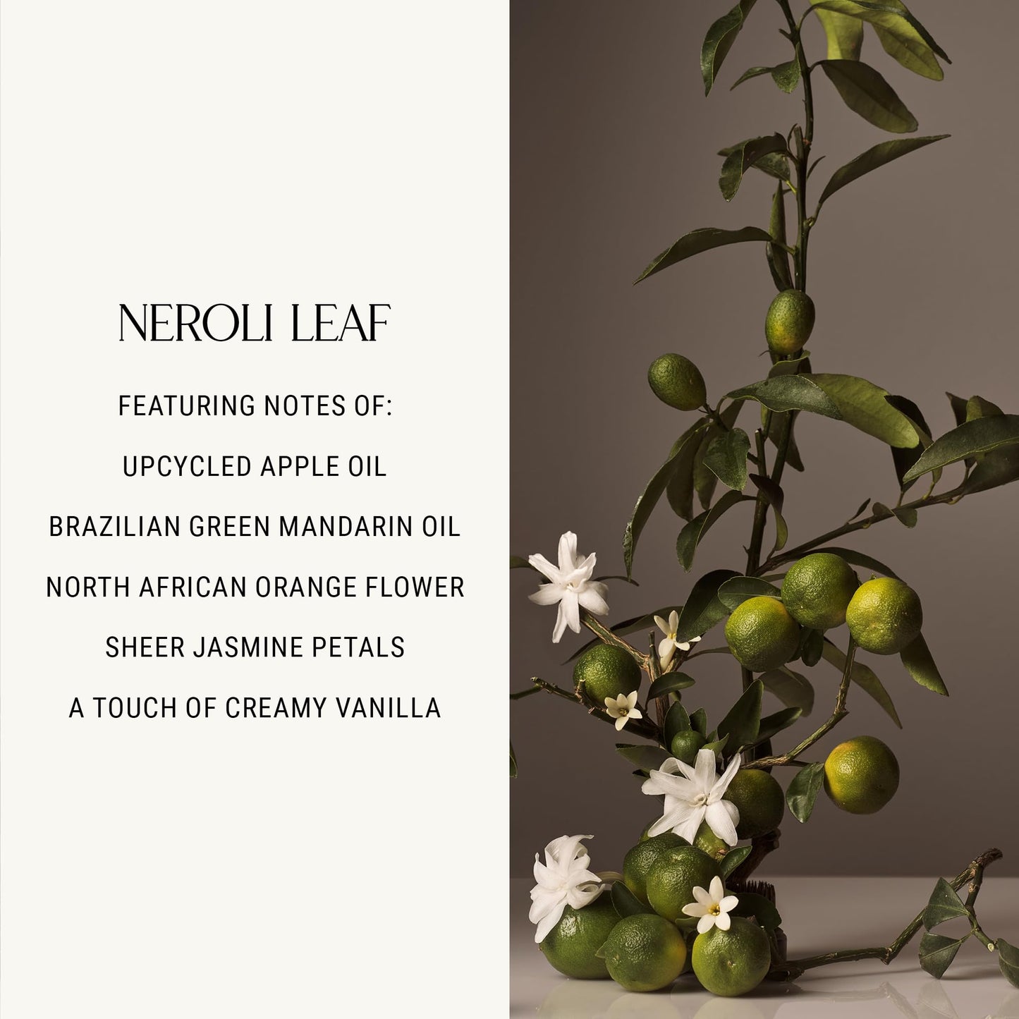Homecourt Hand Wash Neroli Leaf – Gentle Hydration, Clean Formula, 12 fl oz