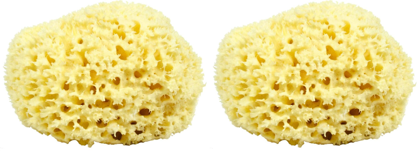 Neptune Natural Sea Wool Sponge – All-Natural Honeycomb Sea Sponge, Jumbo 7-Inch (Pack of 2)