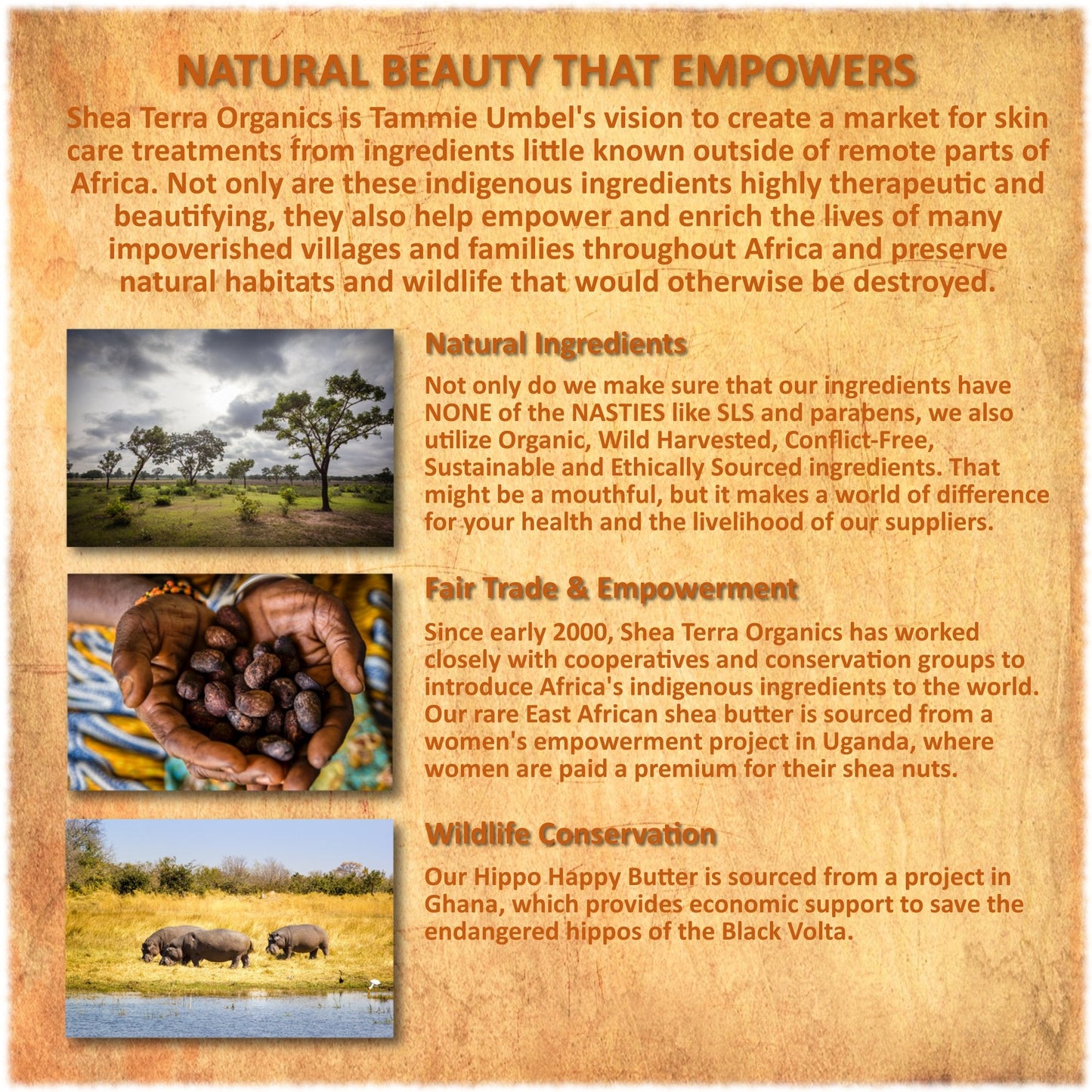 Shea Terra Ethiopian Black Seed Oil – Cold-Pressed Extra Virgin, 8 oz