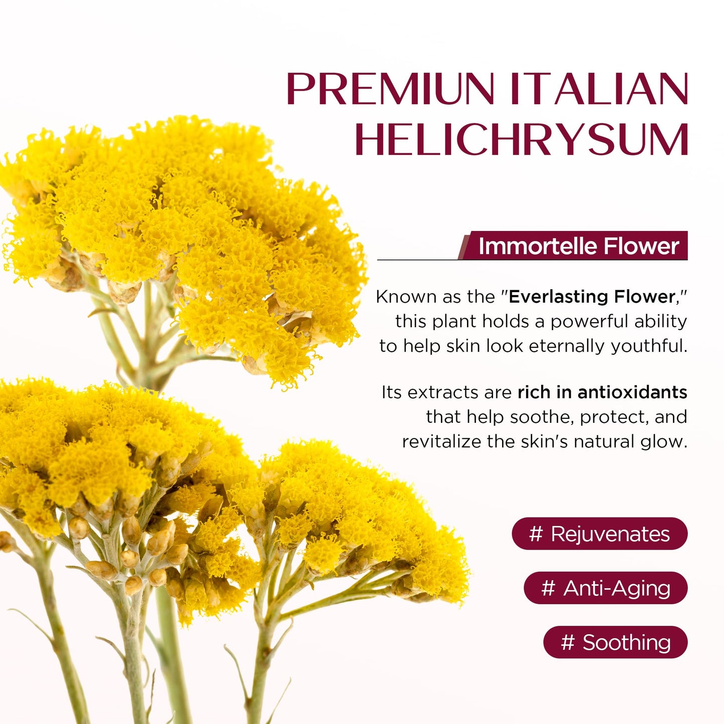 Vigority Helichrysum Balm – Soothes Fragile Skin with Arnica & Calendula, 3.4 oz